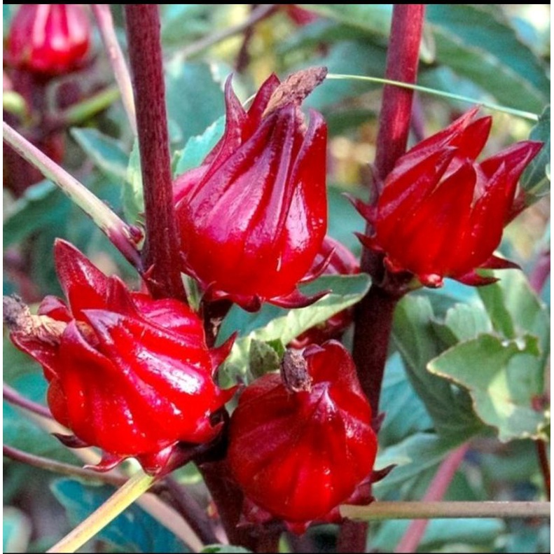 benih BUNGA ROSELLA MERAH isi 10 biji bibit tanaman