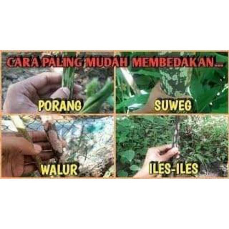 Bibit Porang