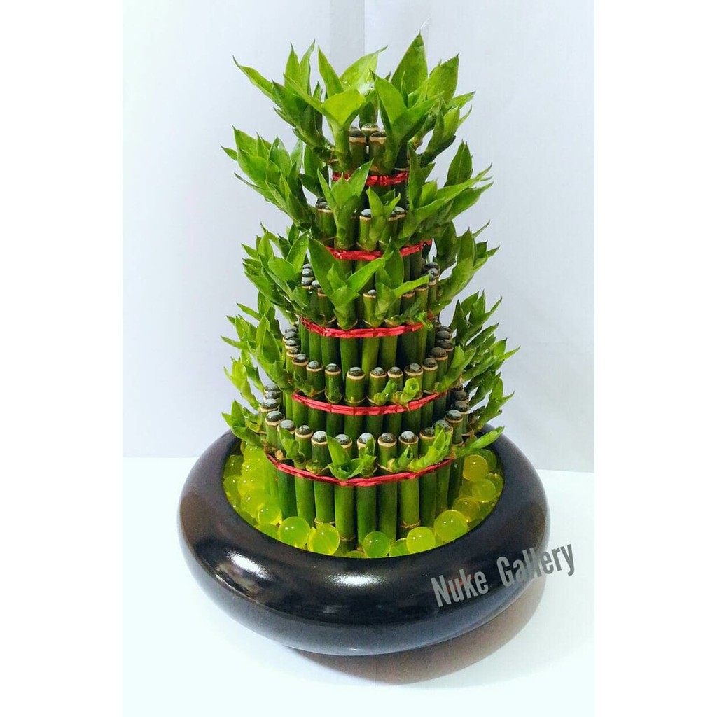 Pot Gelas Mika Besar Tanaman Hidrogel Isi 3 Pot PTP 02 Shopee