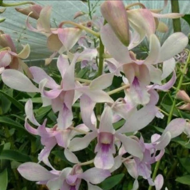 Pohon Anggrek Dendrobium Channel Fragrance Dewasa Siap Spike