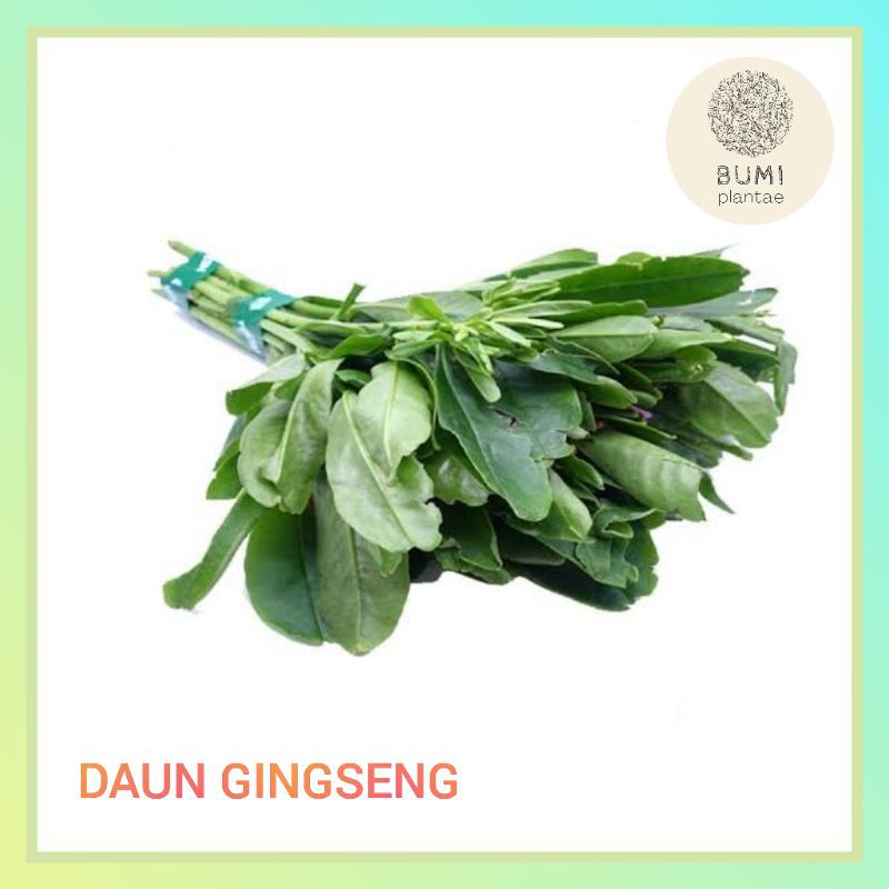

Daun Gingseng 250 gram - Sayur Segar