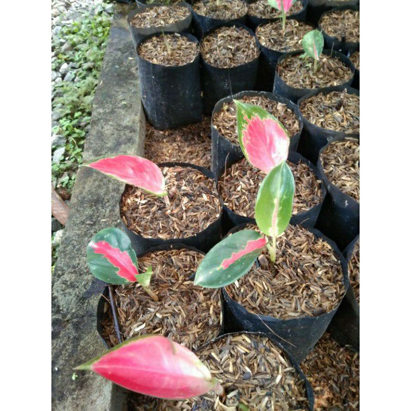 aglonema suksom jaipong anakan/baby