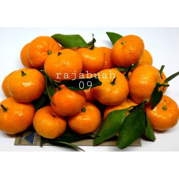 

Stok Banyak 89AMO Buah Jeruk Santang manis fresh / shantang daun / jeruk santang madu Z55 Best