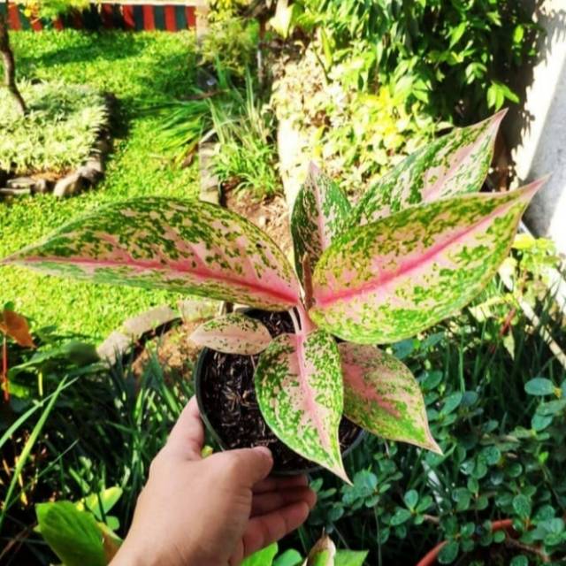 Tanaman Hias Aglonema Lady Pink