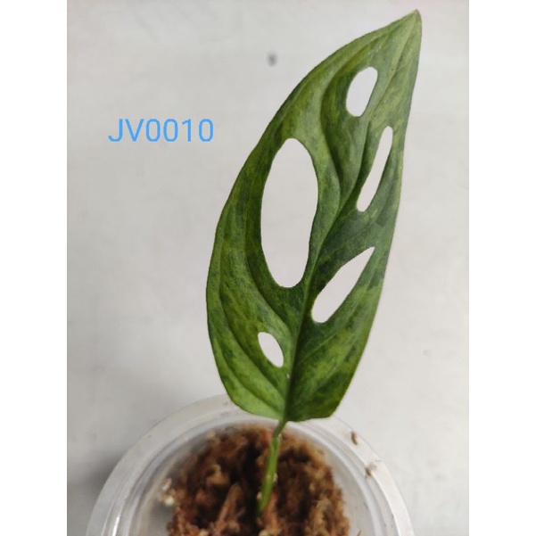 janda bolong varigata lokal