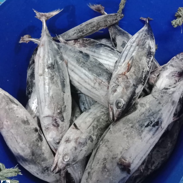 

Ikan cakalang 1 up