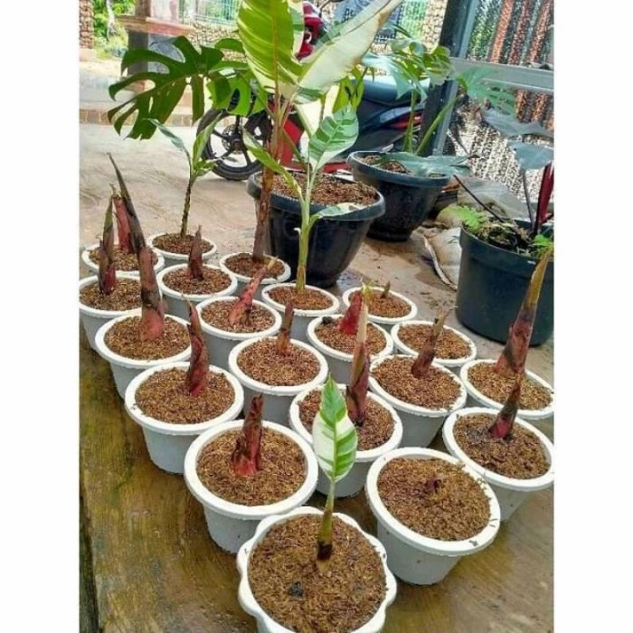 bibit tunas pisang varigata
