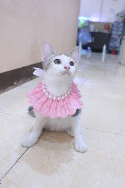 Kalung renda mutiara untuk kucing dan anjing / aksesoris kucing dan anjing murah size kitten adult