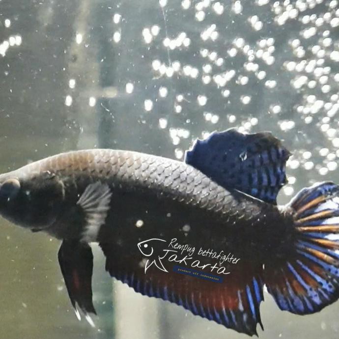 CUCI GUDANG ikan cupang aduan mds super(Rock Body)