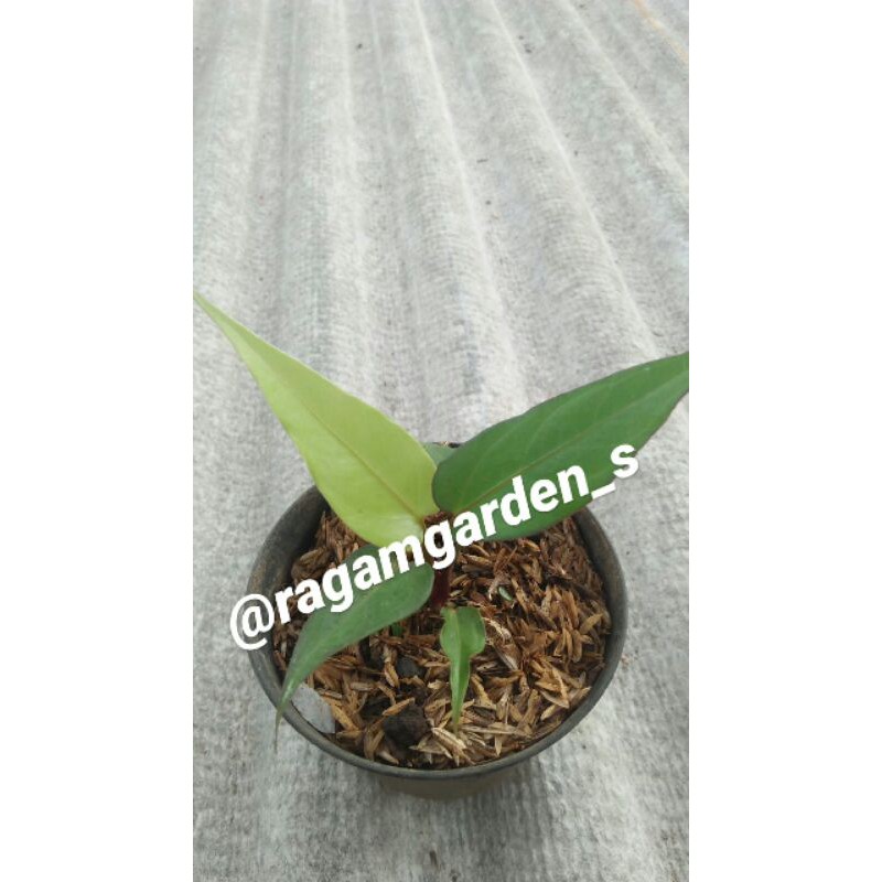 TANAMAN HIAS ANTURIUM BLACK BEAUTY