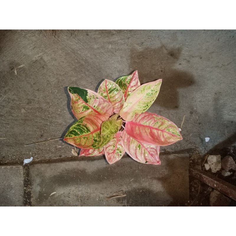 Aglonema romantic love