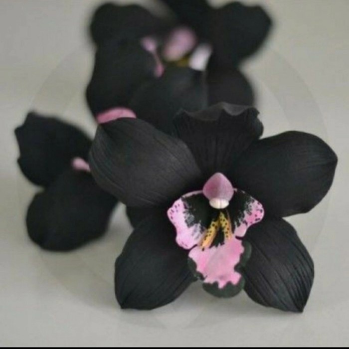 PROMO Tanaman hias Anggrek black papua - anggrek bunga hitam Taman Nadia