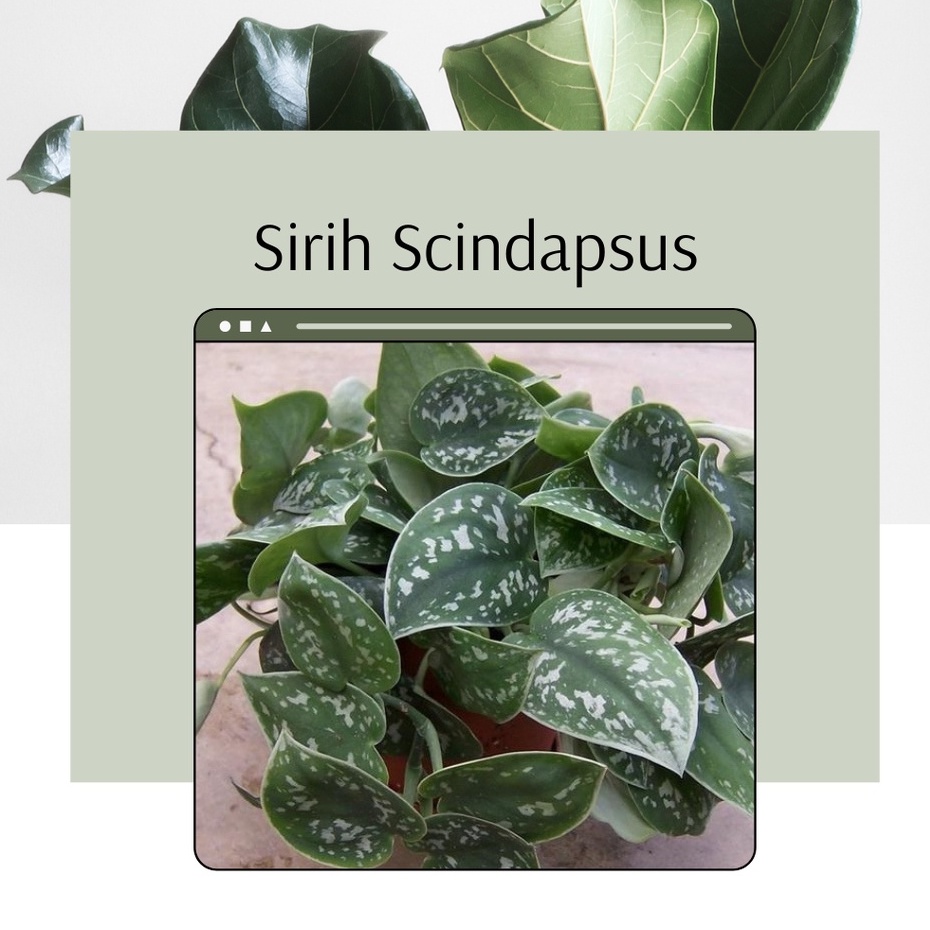 Tanaman Hias Bunga Gantung Sirih Scindapsus Silver Bunga Sirih Scindapsus Silver Murah