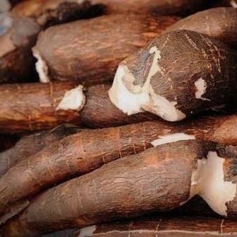 

NEW Singkong Mentah 1 KG - 1/2 kg