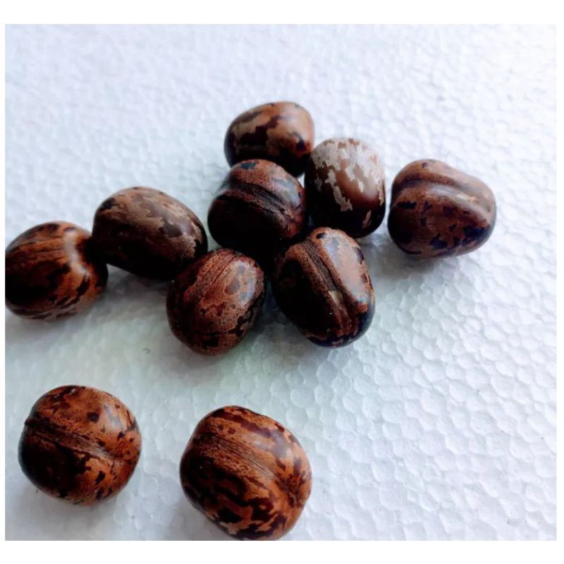 bibit karet medan kualitas super tidak ada yg kopong