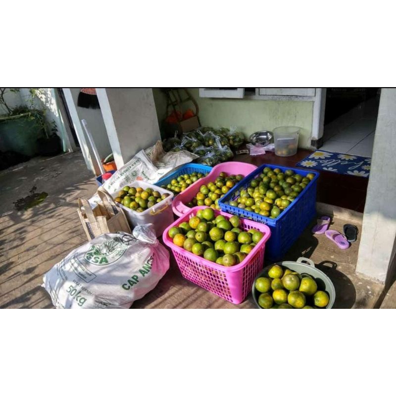 

Jeruk Siem Asli Kota Batu Jeruk Batu55 1Kg