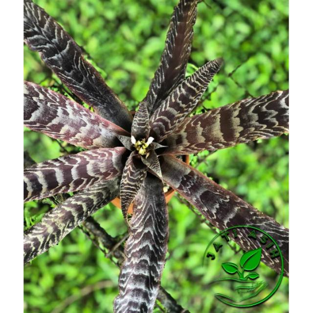 TANAMAN HIAS SANSIVERA TOKEK/NANAS TOKEK/ CRYPTANTHUS FOSTERIANUS