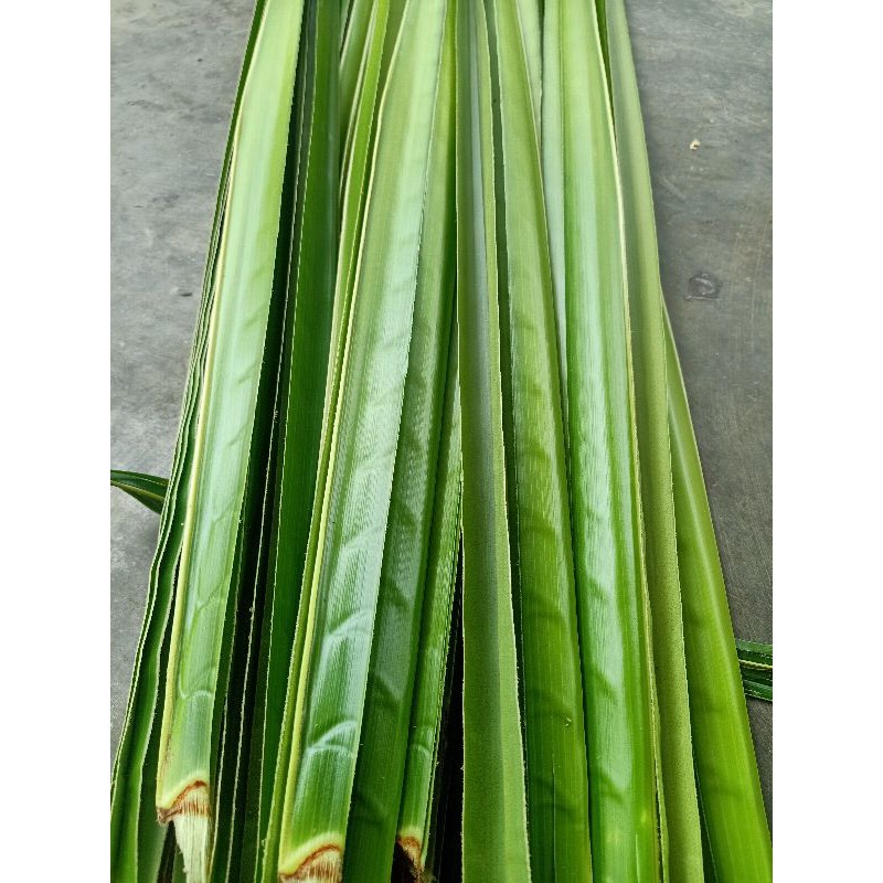 

daun kelapa hijau segar per lembar