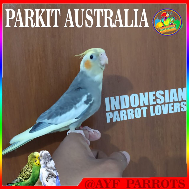 710 Gambar Burung Falk Jantan Dan Betina Gratis