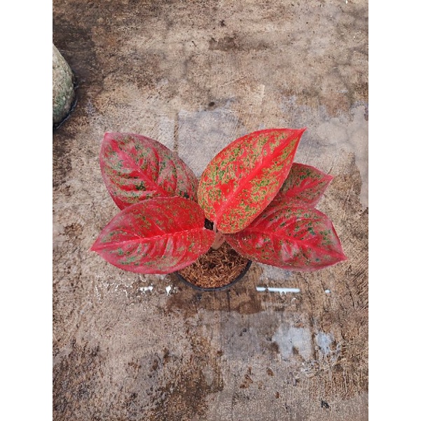 Anakan Aglonema Red Stardust berdaun 1-3 helai