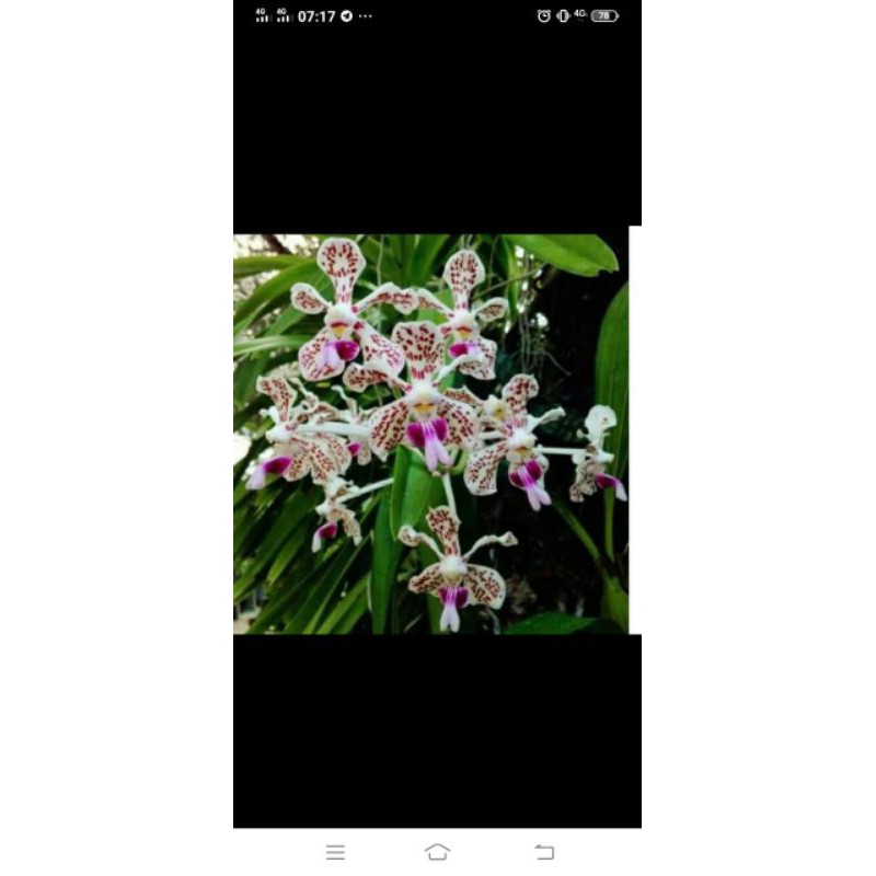 anggrek Vanda limbata dewasa termurah