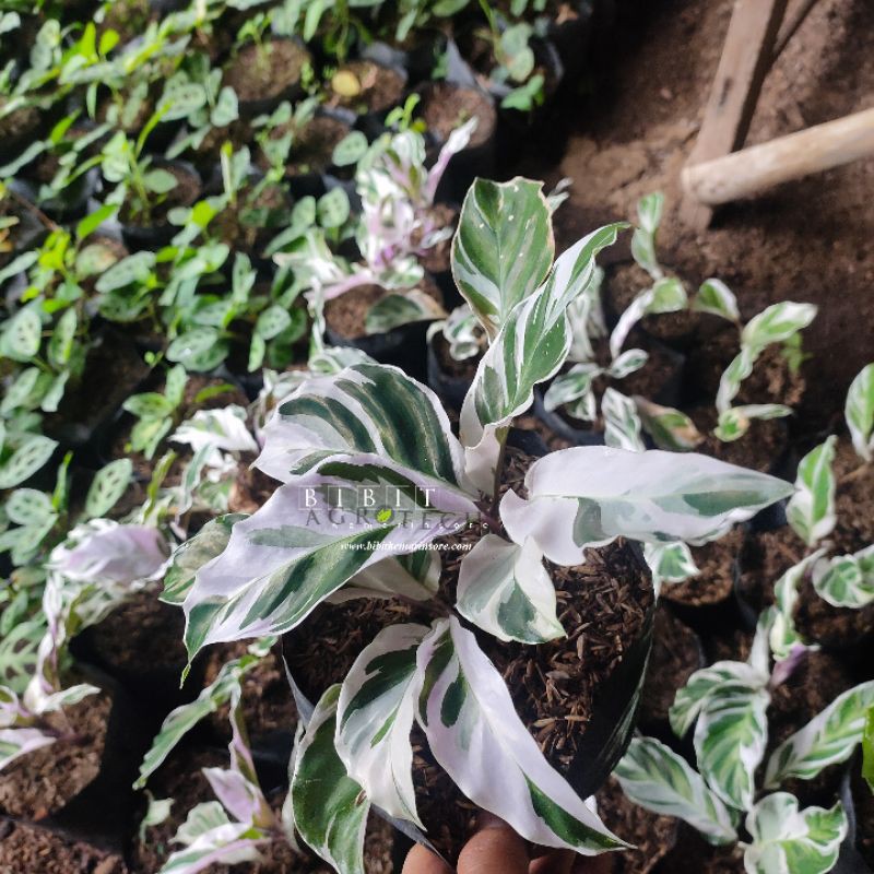 Bibit Tanaman Calathea White Fusion/Calathea Tissu