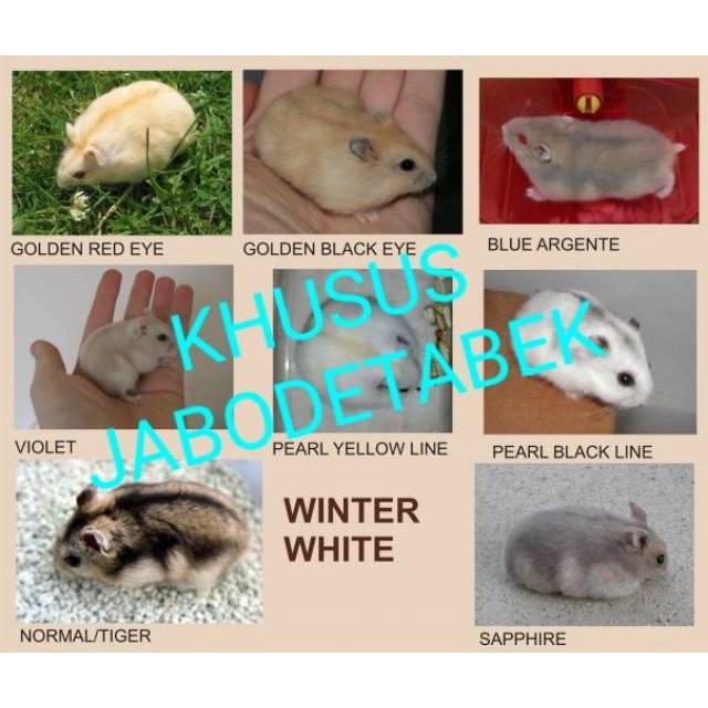 winter white saphire tiger pearl golden argente hybrid