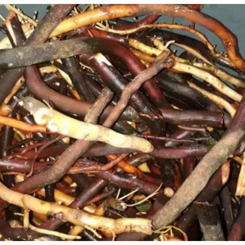 

akar pohon kelapa segar 500gram