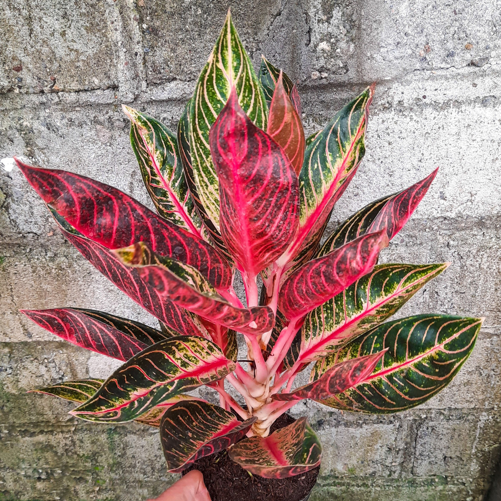 Tanaman Hias Aglonema Pride Of Sumatra POS red Sumatera Tanaman Hias Bunga BUKAN bonggol bibit
