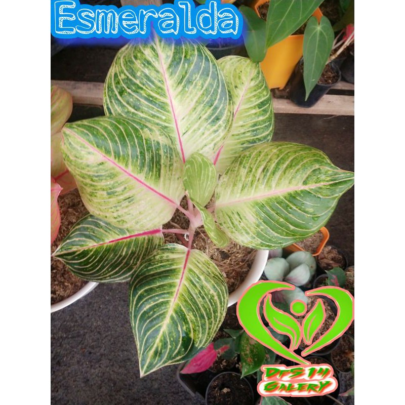 Aglaonema Esmeralda