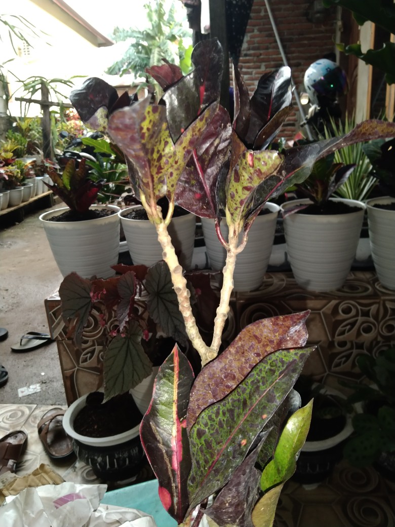 Tanaman Hias - Bibit Bunga Puring Bali