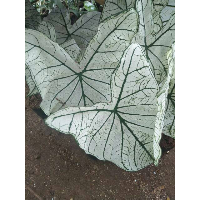 Promo Tanaman Hias Keladi Putih White Caladium Keladi Hias Shopee Indonesia