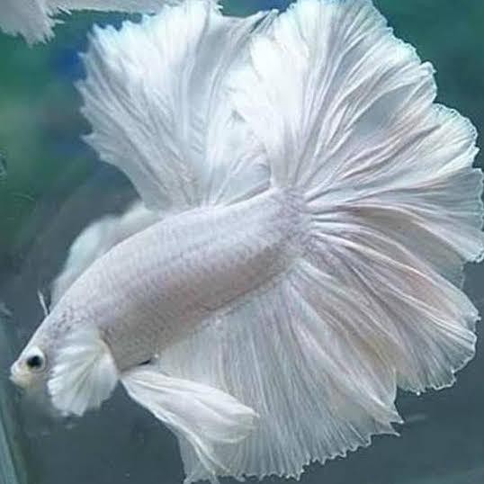 Terlaris Produk Terlaris 2020 Hobi Koleksi Cupang Halfmoon White Platinum