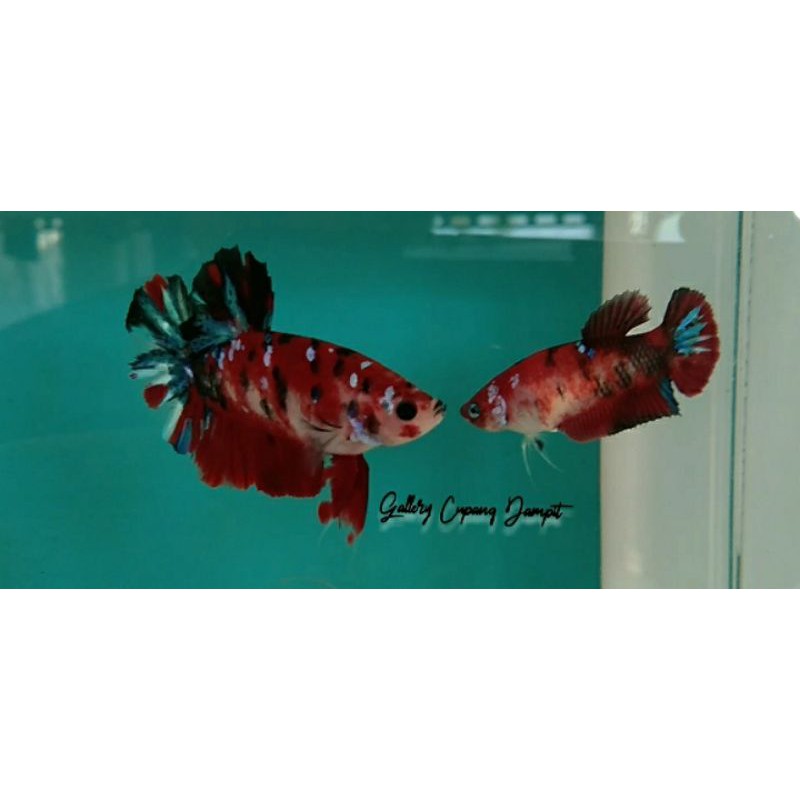 SEPASANG CUPANG GALAXY