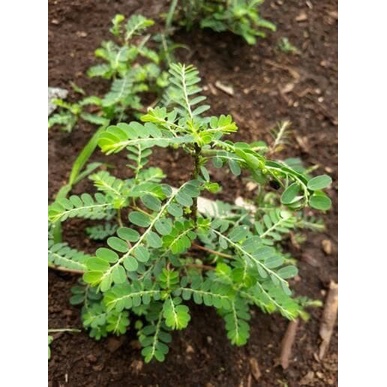 

New Cod Terlaris daun meniran segar/meniran 100gr