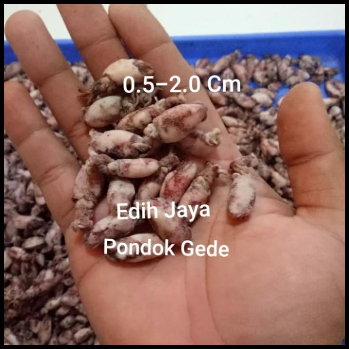 

Cumi Baby Asin Super Kering Netto 500 Gram