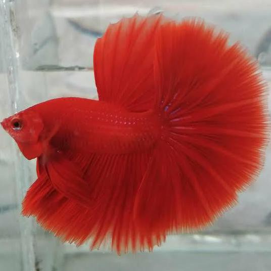 Terlaris Cupang Hias Halfmoon Super Red