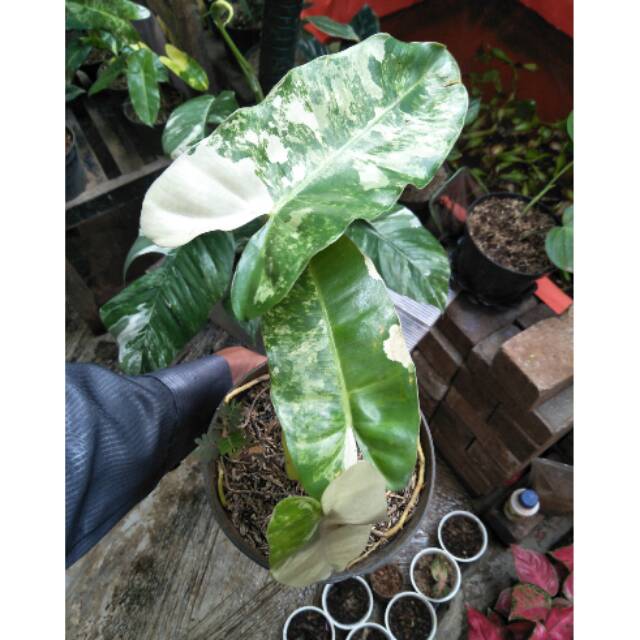 Tanaman Philodendron brekele varigata-philo brekele