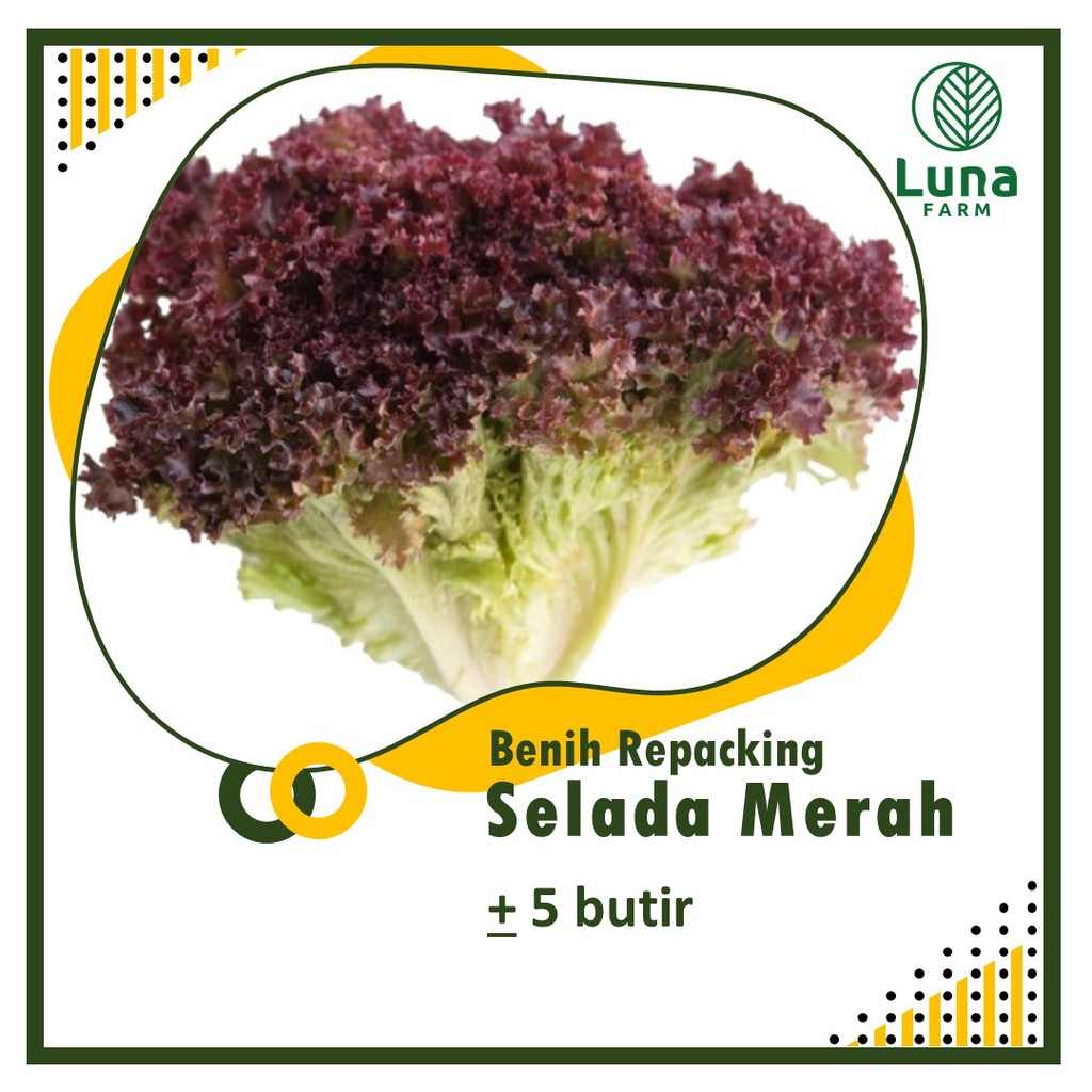 Benih Selada Merah isi 5 Butir Benih Selada Merah Seribuan