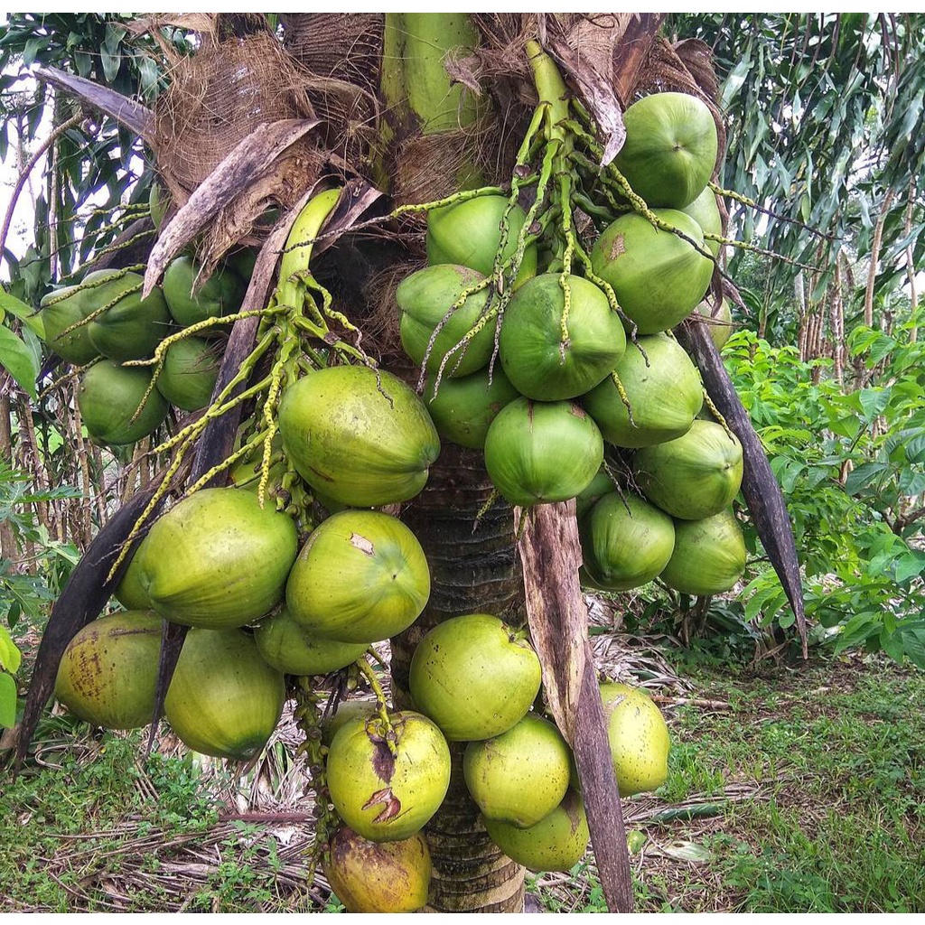 Bibit Kelapa Pandan Wangi Premium/Tanaman Kelapa Pandan Wangi