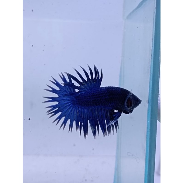 CUPANG CROWNTAIL ROYAL BLUE BLACK HEAD