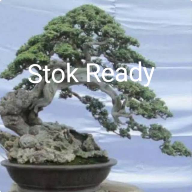 Biji santigi mawar micro