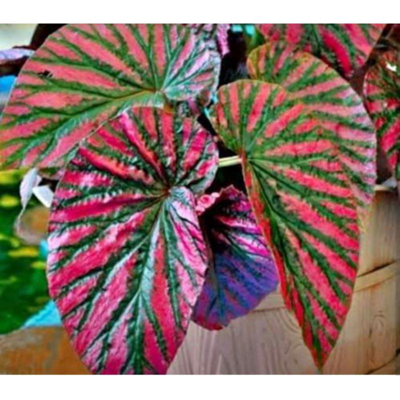 tanaman begonia walet