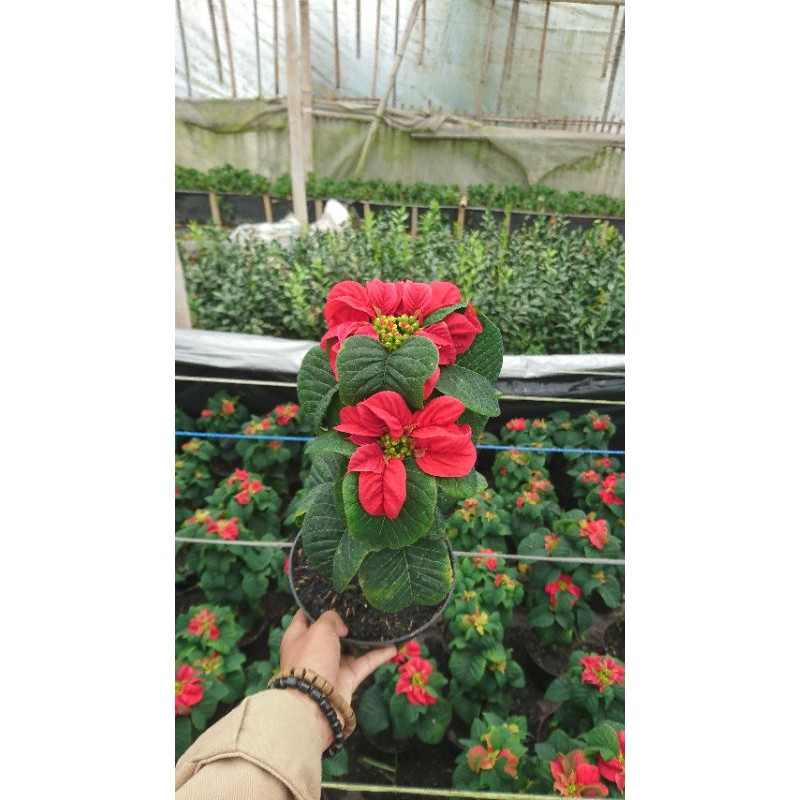 kastuba mawar tanaman hias tanaman kastuba mawar