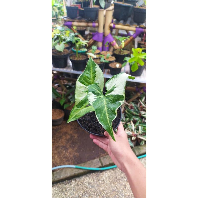 Syngonium magic marble