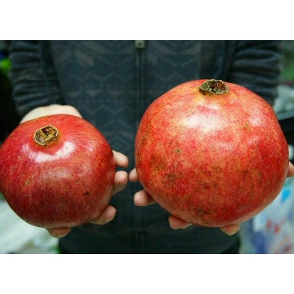 Самые крупные сорта граната. Черный крупноплодный гранат. Самый большой гранат. Гранат акдона. Гранат крымский полосатый.