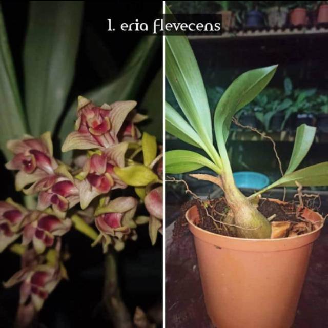 Promo Paket Hemat 4 Anggrek Dewasa Eria Flevecens/Coelogyne Speciosa/Paphiopedillum