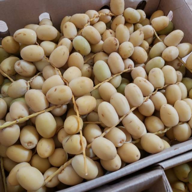 

Kurma Muda 4kg