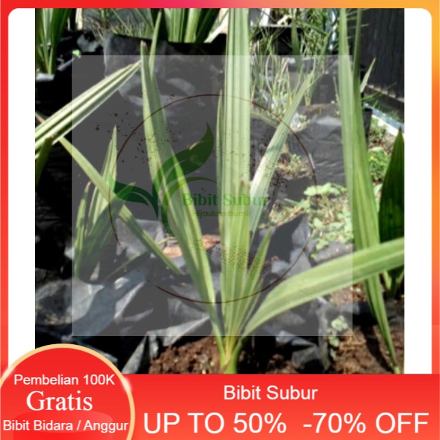 Bibit Buah Kurma Tropis Thailand Super Bibit Terbaik