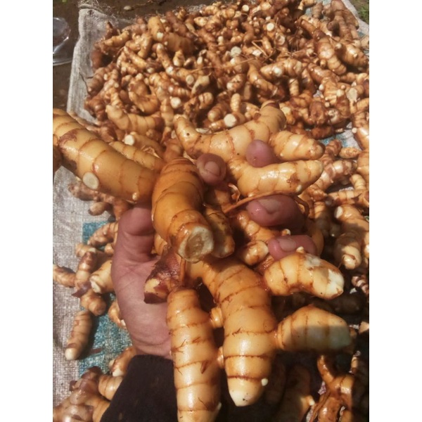 

KUNYIT PUTIH OBAT HERBAL / TEMU PUTIH FRESH 500grm